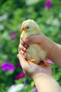 Yellow chicken in children`s hands. New life. Small bird Royalty Free Stock Photo