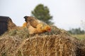 Yellow chicken on Compost Pile