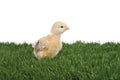 Yellow chicken on green grass Royalty Free Stock Photo
