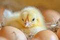 Yellow chicken hatching from egg