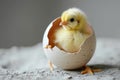 Yellow chicken hatching from egg Royalty Free Stock Photo