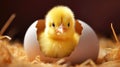 Yellow chicken hatching from egg. Generative AI Royalty Free Stock Photo