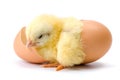 Yellow chicken hatching from egg Royalty Free Stock Photo