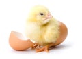 Yellow chicken hatching from egg Royalty Free Stock Photo