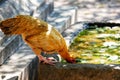 Yellow chicken/hen is drinking in a flower pond. It is beautiful chicken with smooth fur.