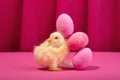 Yellow chicken near Bright pink-colored easter eggs balancing against the deep raspberry color curtain. Trendy hard light still