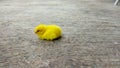 Yellow Chicken Relaxing