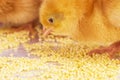 Little newborn chickens. Yellow chickens eat millet Royalty Free Stock Photo