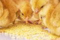 Little newborn chickens. Yellow chickens eat millet