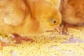Little newborn chickens. Yellow chickens eat millet Royalty Free Stock Photo