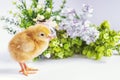 Little newborn chickens. Yellow chickens with a flower