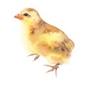 Yellow chickens watercolor illustration, baby chick, isolated on white