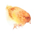 Yellow chickens watercolor illustration, baby chick, isolated on white