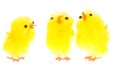 Yellow chicklings Royalty Free Stock Photo