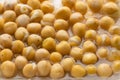 Yellow chickpeas soaked in water for making hummus, vegetable background closeup