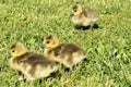 3 yellow chicks of canadian goose walking on the green grass Royalty Free Stock Photo