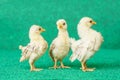The yellow chicks Royalty Free Stock Photo