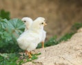 Cute yellow Chicks in the summer walking in the farm yard