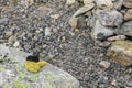 Yellow childrens glove forgotten lost on VeslehÃÂ¸dn Veslehorn mountain, Norway