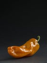 Yellow chili pepper on a dark background