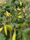 Yellow chillis