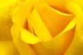 Yellow china rose rosa chinensis jacq Royalty Free Stock Photo