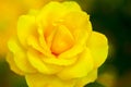 Yellow china rose rosa chinensis jacq Royalty Free Stock Photo