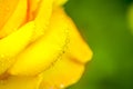 Yellow china rose rosa chinensis jacq dewdrop Royalty Free Stock Photo