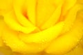 Yellow china rose rosa chinensis jacq dewdrop Royalty Free Stock Photo