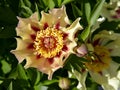 Yellow Chinese peony flower