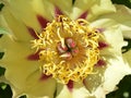 Yellow Chinese peony flower