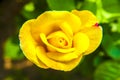 Yellow china rose rosa chinensis jacq Royalty Free Stock Photo