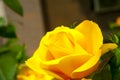 Yellow china rose rosa chinensis jacq Royalty Free Stock Photo