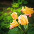 Yellow chinese rose closeup