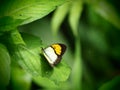 Yellow and chocolatebrown pattern wing with antenna Butterfly