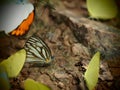 Yellow and chocolatebrown pattern wing with antenna Butterfly