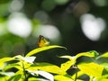 Yellow and chocolatebrown pattern wing with antenna Butterfly