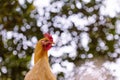 Yellow chooks Royalty Free Stock Photo