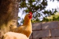 Yellow chooks Royalty Free Stock Photo