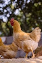 Yellow chooks Royalty Free Stock Photo