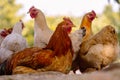 Yellow chooks Royalty Free Stock Photo