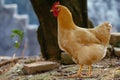 Yellow chooks Royalty Free Stock Photo