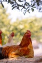 Yellow chooks Royalty Free Stock Photo