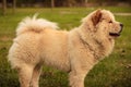 Yellow chow chow dog in the garden