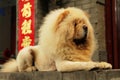 Yellow chow dog on a background of chinese symbols