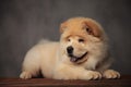 Yellow chow chow lying on wooden floor looks to side