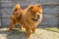 Yellow chow-chow stands on the background of a wooden shield