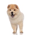 Yellow chow chow stands and looks to side while panting