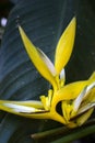 Yellow Christmas heliconia over dark forest background