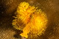 yellow christmas tree worms on coral reef Royalty Free Stock Photo